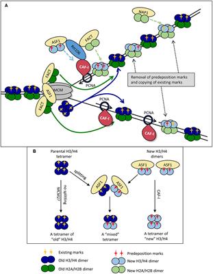 Forks on the Run: Can the Stalling of DNA Replication Promote Epigenetic Changes?